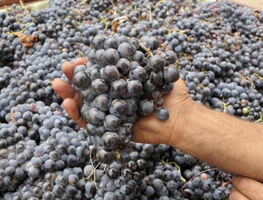 Raisins des Beni Chougrane