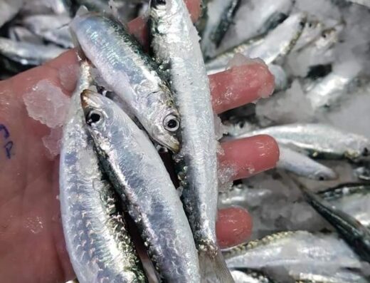 Sardine de Ghazaouet